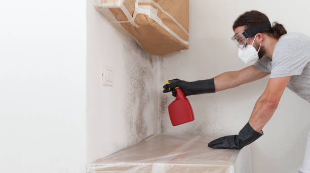 Professional Attic Mold Remediation technician working in Honor, MI