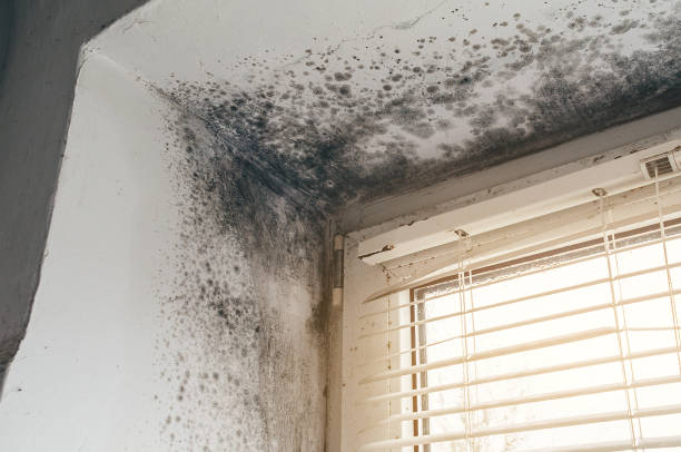 Affordable Attic Mold Remediation solutions in Honor, MI