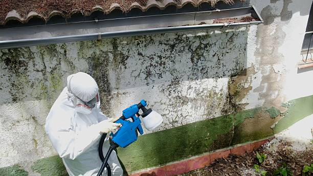 Top rated local Attic Mold Remediation specialists in Honor, MI